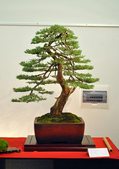 tomas kovsca juniperus bonsai faja a bonsai es suiseki mustra kiallitasan
